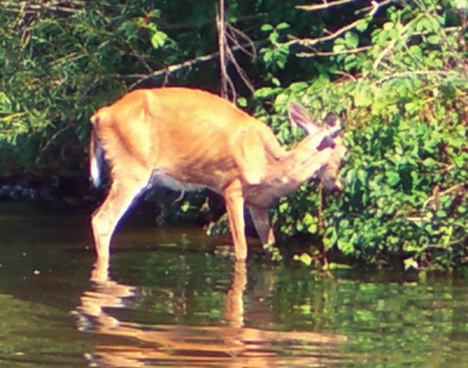 Photo source: Wisconsin Department of Natural Resources Transmission CWD is transmitted through direct animal-to-animal contact or indirect contact with prion-contaminated feces, urine, or saliva
