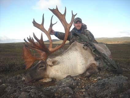 Our woodland caribou hunts in Newfoundland continued to have 100% shot