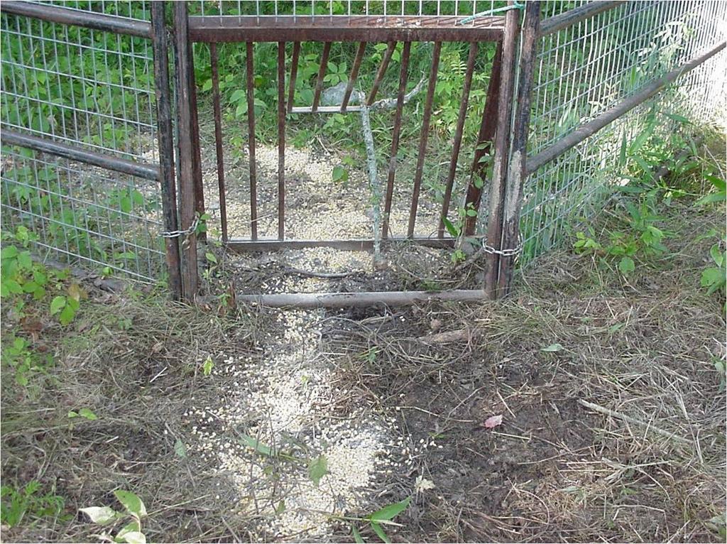 Tips for trap-shy hogs Propped open gate to entice trap-wary pigs in July, 2003 at Fort Leonard Wood.