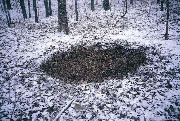 light snowfall in February, 2000.