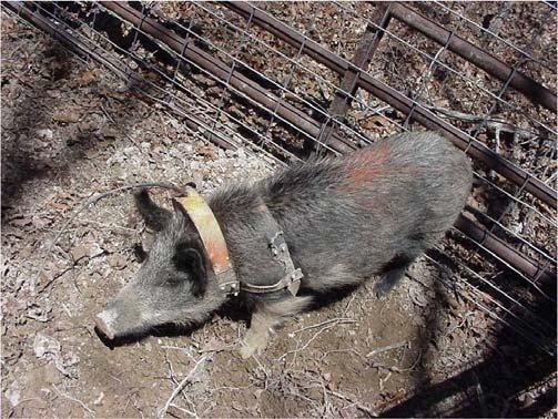 Kenton Lohraff keeps track of a collared pig in winter 2002 with telemetry equipment.