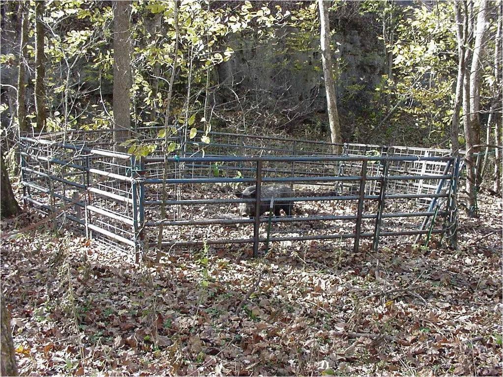Kerrville Hog Rooter-style Gate employed to capture hogs on Fort Leonard Wood in July, 2001.