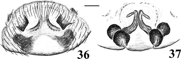 2292 X-P. Wang and P. Jäger Draconarius latidens sp. nov. (Figures 36 43, 75 76) Type material Holotype female from Muang Sing, Nam Det, Luang Nam Tha Province, Laos, 821 1097 m, 21u10.1939N 101u14.