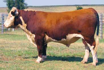 6 0.035 0.19 0.06 21 94 104 93 93 93 6063D is a long bodied, smooth made bull that is really square hipped. He is attractive and well-marked.