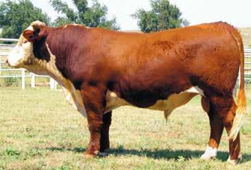 IMR 2037Z ADVANCE 6026D {DLF,HYF,IEF} 6026D 43690442 Calved: March 6, 2016 Tattoo: 6026 HH ADVANCE 2168M {DLF,HYF,IEF} HH ADVANCE 396N {SOD}{DLF,IEF} CL 1 DOMINO 824H {SOD}{DLF,IEF} IMR 396N MISS