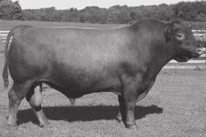7 52 76 20 46 7 6 6 10 Top% 54% 51% 61% 64% 52% 61% 79% 95% 24% 50% Consigned by Deer Run Farm DRF Randy will make an excellent bull for any operation.