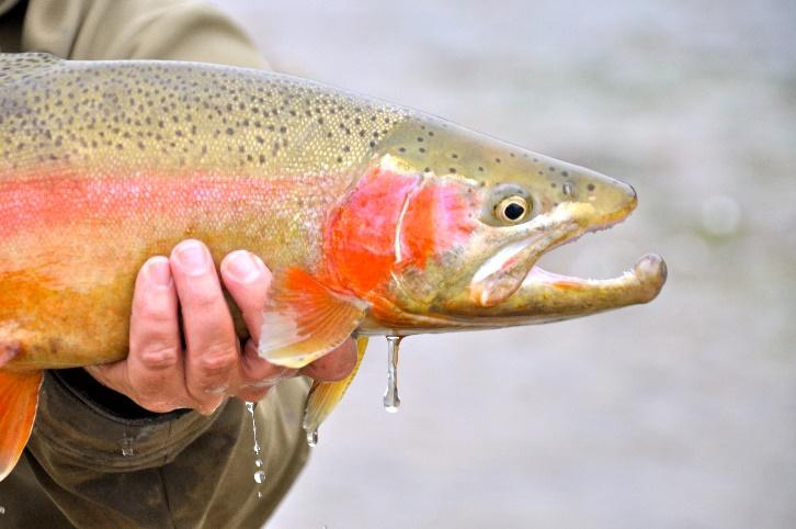 Flaming Gorge Angler s Guide The most scenic trophy trout destination in the world Ogden Standard Examiner Flaming Gorge Country is one of the premier fishing destinations in the United States.