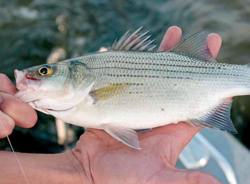 EIGHT GREAT WHITE BASS RUNS YOU CAN T MISS Story and artwork by Daniel Griffith, Information and Education Specialist Springtime brings about many things, including some of the best fishing