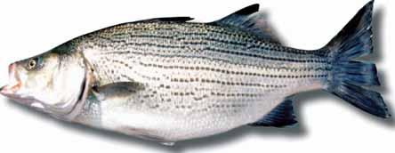 The diet of a striper is made up mainly of threadfin and gizzard shad as well as some insects. In most lakes, look for feeding schools of stripers and hybrids by locating flocks of feeding seagulls.