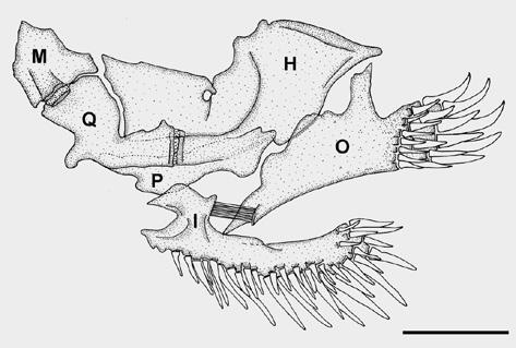 jacupiranga, T. jequitinhonha, T. landin ga, T. longibarbatus, T. travassosi, and T. variegatus by having narrower head (head depth 71.2 79.4 % of head length vs. 82.8 101.0 %); from T.