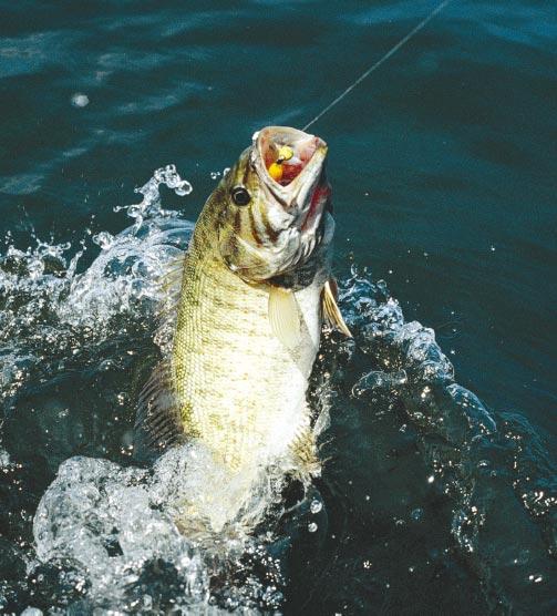 Smallmouth and Largemouth Bass It s about misty mornings, warm summer afternoons, and