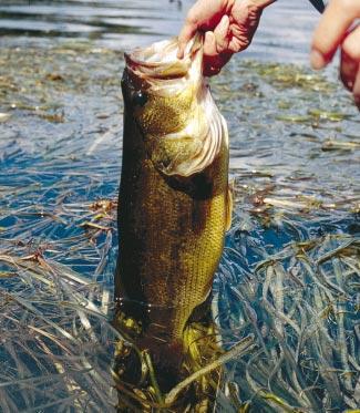 In lakes with varied habitat, largemouth territory overlaps with that of smallmouth, making for diverse angling action.