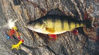 A crappie s eyes are positioned to see upward, so bait should be worked slightly above yellow perch them.
