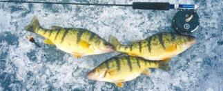 Whether it s lunker lake trout, northern pike, walleye, or tasty perch or crappie, Ontario remains the place to Lake Nipissing walleye catch them when our lakes don their winter coats of ice.