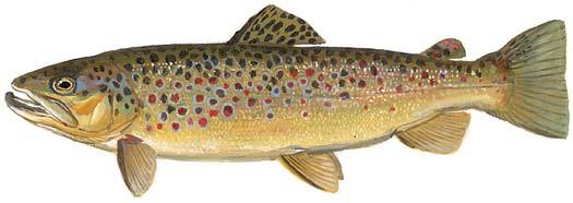 edged in white Brown Trout Large black, blue or red spots on body Square tail with few spots Very silvery in summer.