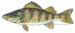 Reservoir PANFISH ENHANCEMENT SPECIAL REGULATIONS These regulations are intended to increase the number, quality and size of panfish through the use of minimum length limits on sunfish, crappies and