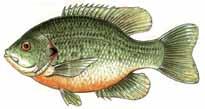 It is unlawful to fish in the Panfish Enhancement Special Regulations waters listed below except in compliance with the following size and creel limits: County Berks Cambria Centre Chester Montour