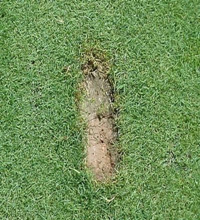 Divots If the divot is intact, replace the divot in its original location (green side up).