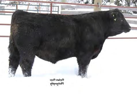 She has had sons sell to Springfield Ranch and Gary Schock and a daughter in our herd.