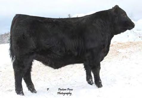 BROOK LASS 636 PEAK DOT RITO 35L BLAST MISS MAYFLOWER 3L 85 621 0.8 42 This bull is a real show off! Also, out of a young Game Day cow.