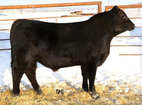 B.A. TIBBIE 41M Lot 537 Lot 538 Lot 539 91 694 2.5 43 I showed this bull as a calf last year in Burns Lake. He has an easy going disposition.