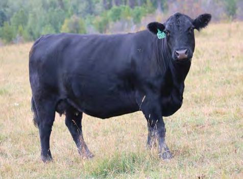 2 55 The Breakout s will add pounds to their calves. He stamps them with a look at me attitude, tremendous rib and the old fashion angus character.
