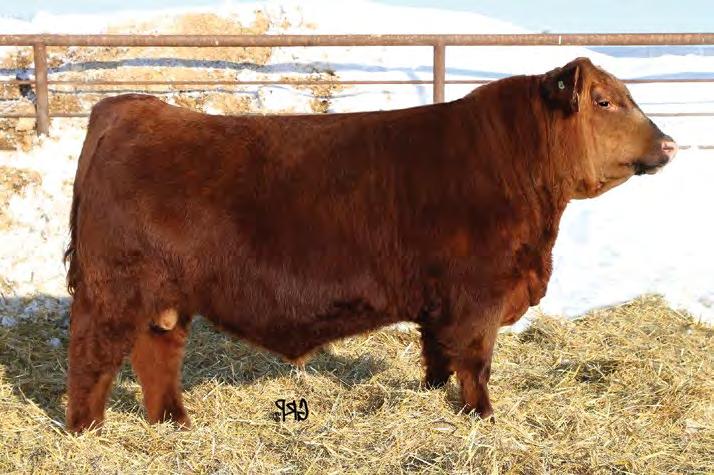 Lot 512 500 RED MOON ELTORO 50E January 25, 2017 / TM 50E / 1969425 RED TER-RON RELOAD 703T RED TER-RON FULLY LOADED 540R AMF OSF AMF CAF NHF OSF MAF RED TER-RON SAMARIA 103N MAF RED WILBAR OVER THE