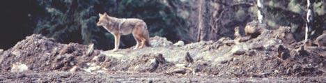 FURBEARER MANAGEMENT GUIDELINES COYOTE Canis latrans Since 1926, separate trapline areas in British Columbia have been assigned and registered to individuals licenced for the purpose of harvesting