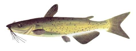 168 species found in Canada, its relative being the threatened spotted gar (COSEWIC: Species Database ).