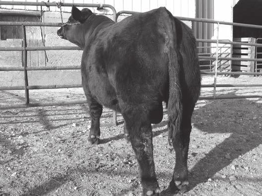 Z0103 WLM MS. PIONEER X103 9.2 3 94 140 8 22 70 17 57-0.40 0.45-0.069 1.28 144 93 A solid black purebred that is smooth polled. This bull has a pedigree of who is who in the Simmental breed.