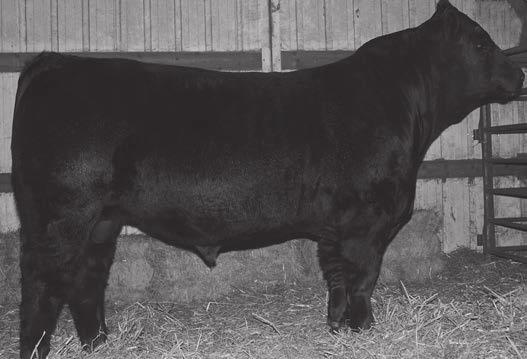 STAR 8.4 1.8 54 75 1.2 27 54 13 17-0.31 0.14-0.051 0.66 101 62 Solid black maternal sib to my last years high selling bull. Smooth made with the extra length that adds pounds rapidly.