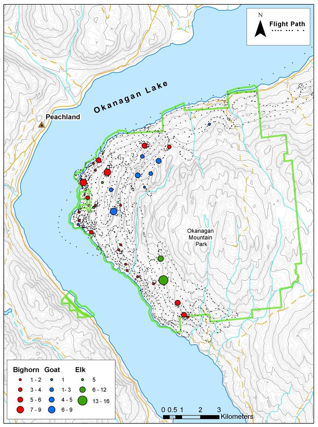 Figure 2: Flight path and observation points scaled by group size for bighorn, mountain goat and elk in Okanagan Mountain (MU8-09) Park on November 4, 2011.