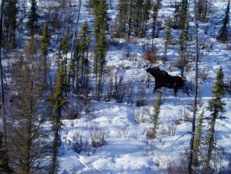 Wildlife Management Unit 528 Moose Survey, January 8 14, 2013.