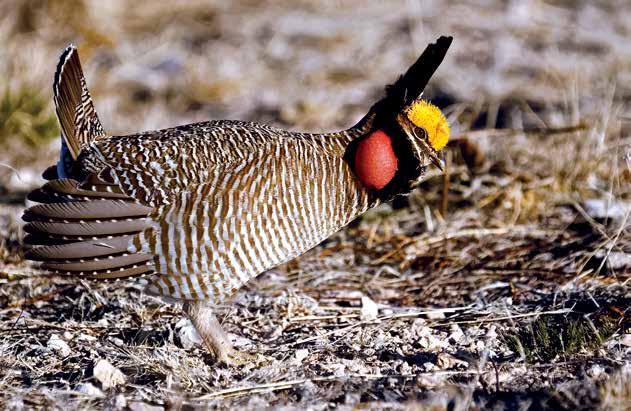 MAKING ROOM OUT WEST Lesser Prairie Chicken drought resilient a win-win for wildlife and producers. Mesquite removal solves the immediate problem of resource loss.