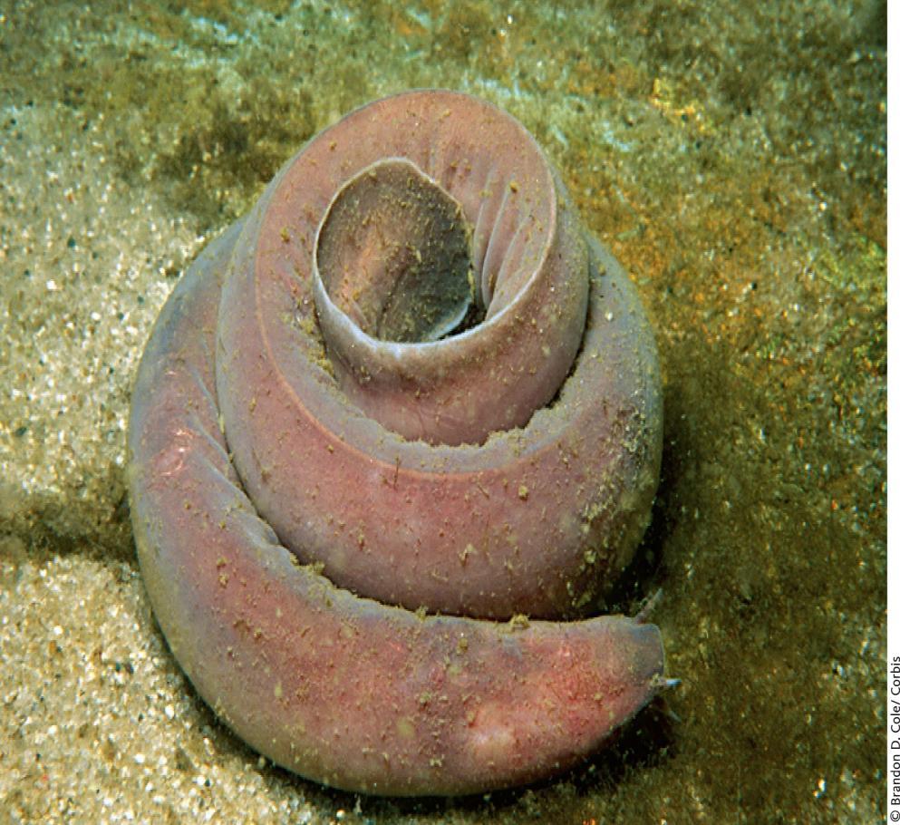 Hagfishes Most primitive craniate/ Lack jaws & vertebrae Notochord gives the main support