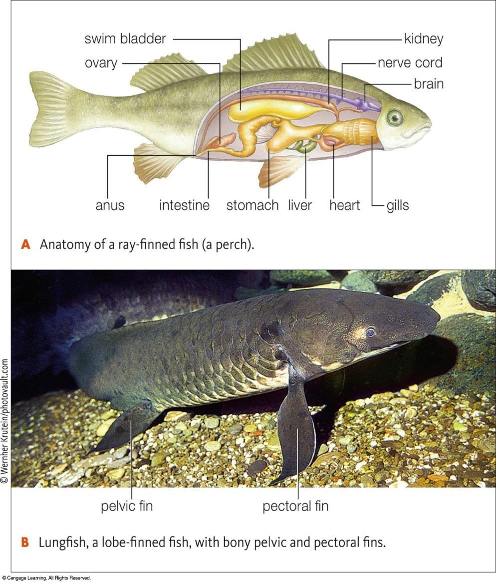 Class: Osteichthyes/ Bony Fish Osteichthyes have a