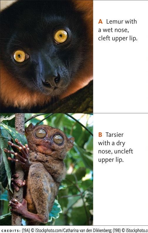 Modern Subgroups of Primates Lemurs: oldest lineage; active during day