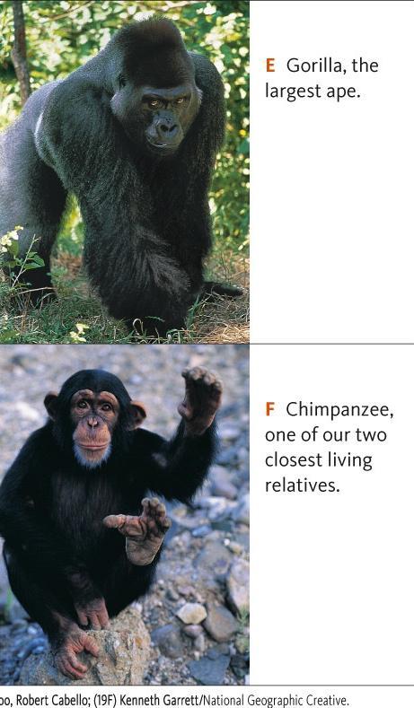 Apes: tailless primates/