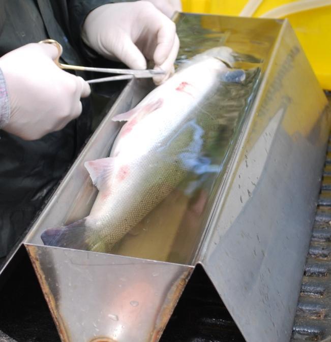 closed with absorbable sutures Fish left to recover and released