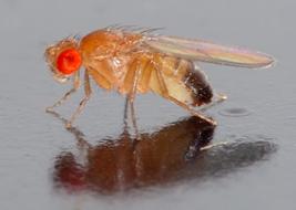 colors Red (wild type) (E 1 ), apricot (E 2 ), honey (E 3 ), and white (E 4 ) A fruit fly can only have only two different genes for eye color, but it can have many different combinations of alleles