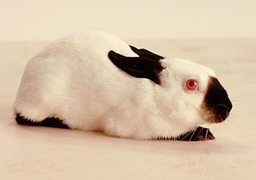 Effects of Environment Environmental conditions often affect the expression of genetic traits Some genes are influenced by temperature. Color pattern of Himalayan rabbits.