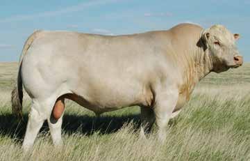 LT Ledger 0332 P Ledger has rapidly set records with his widespread use. His pedigree represents the powerful genetics of AICA Trait Leading Sires and Dams of Distinction.