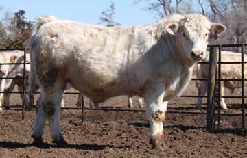 6 A stacked pedigree with Trait Leaders Silver Distance 5342, Long Distance 9001, Easy Pro 1158 and Bluegrass 4017 - all high accuracy calving ease sires HC BLUE ROCK 5088 first