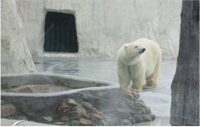 4 SAVE YUPI 4,000 miles from home, locked up in sweltering heat, the polar bear of Mexico zoo needs your help! Yupi the polar bear could not be any further from home.