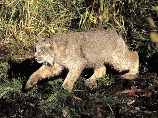 FRONT LYNX Genus: Lynx Species: canadensis Size: 75