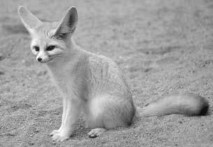 The fennec fox and the jerboa are two Sahara animals that are active at night. The fennec digs a long burrow under the dunes.