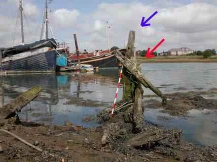 Figure 54 View of the port side of the stern, with the sternpost (red arrow) and the inner (blue arrow) indicated (looking west) Figure 55 The stern with the remains of
