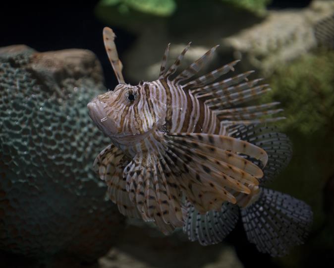 This is an example of an invasive species. Thought to be accidentally introduced in the waters off the East Coast of the United States in the late 1980 s-early 1990 s, lionfish reproduce quickly.