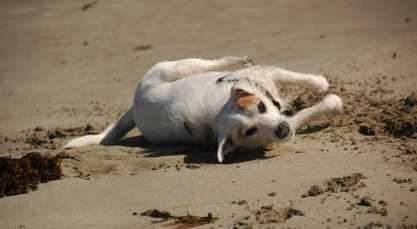 The sea is a hungry dog, Giant and grey, He rolls on the beach all day. With his clashing teeth and shaggy jaws Hour upon hour he gnaws The rumbling tumbling stones, And Bones, bones, bones, bones!
