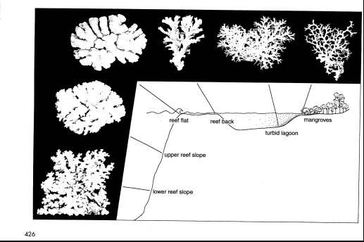 Coral Morphology-